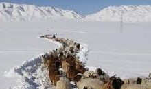 Малчдад туслах сайн үйлсийн аяны мэдээлэл